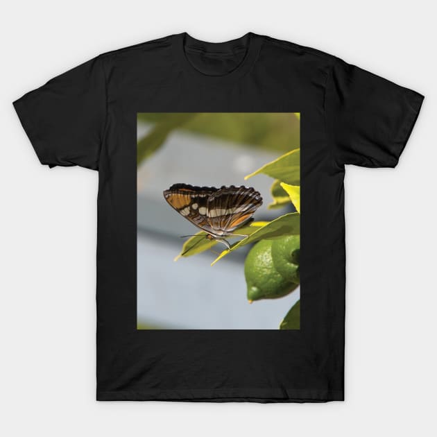 California Sister Butterfly Resting On A Lemon Tree T-Shirt by DPattonPD